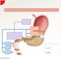 Intestinal phase of gastric regulation