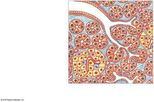 Cellular organization of the pancreas