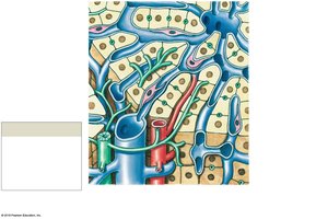 Liver lobule and cellular components