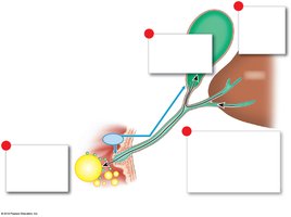 Physiology of the gallbladder