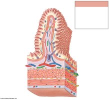 Detailed histology of the digestive tract wall