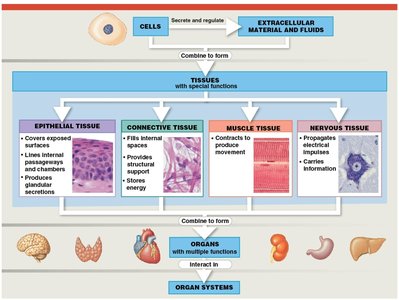 Diagram showing the four major tissue types and their roles in the body
