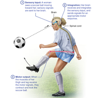 Diagram showing sensory input, integration, and motor output in a person kicking a soccer ball
