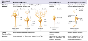 Table comparing multipolar, bipolar, and pseudounipolar neurons