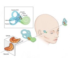 Vestibular Apparatus and Otolith Organs