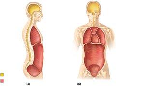 Dorsal and ventral body cavities