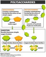 Absorption of monosaccharides and amino acids