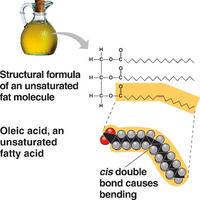 Phospholipid structure and membrane packing