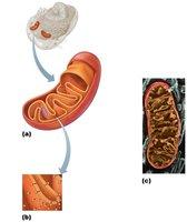 Cytoskeleton structure