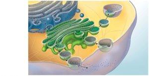 Microtubule structure