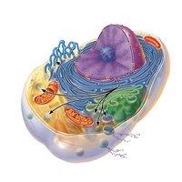 Cytoskeleton and cell movement