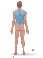 Posterior regional body divisions