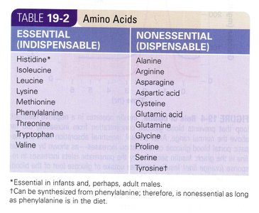 Table of essential and nonessential amino acids