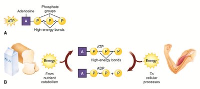 ATP structure and energy transfer
