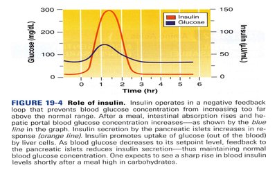 Graph showing insulin and glucose levels after a meal