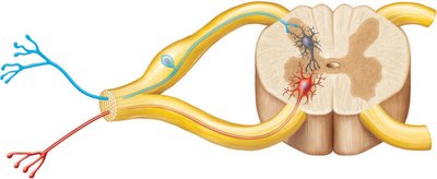 Anatomy & Physiology Study Guide: Nervous System Overview | Notes