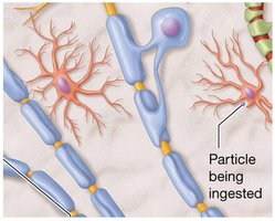 Microglia structure