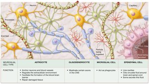 CNS neuroglial cell types