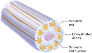 Unmyelinated axons and Schwann cells