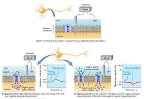 Ion movements leading to changes in membrane potential