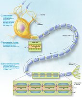 Big picture of action potentials