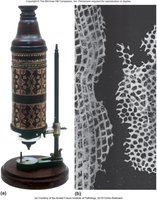 Robert Hooke's microscope and cell drawings