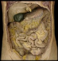 Cadaver dissection and anatomical study