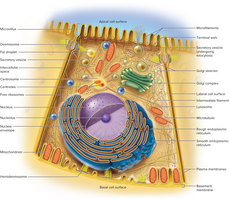 Labeled diagram of a generalized animal cell with organelles
