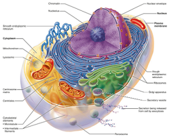 Detailed diagram of cell organelles