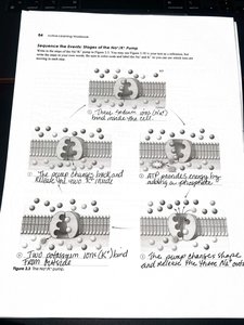 Stages of the sodium-potassium pump