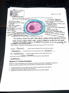 Diagram of DNA, mRNA, and protein synthesis with genetic code