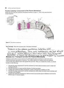 Diagram of plasma membrane structure with labeled components