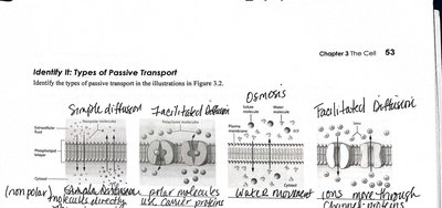 Types of passive transport: simple diffusion, facilitated diffusion, osmosis