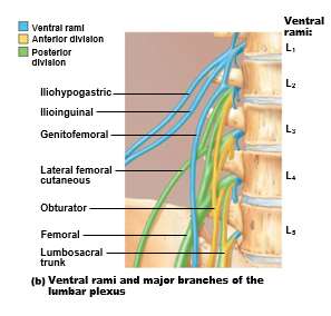 Lumbar plexus branches