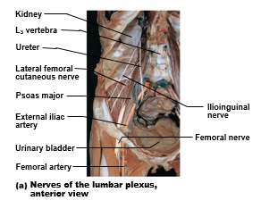 Lumbar plexus nerves, anterior view