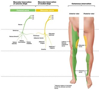 Muscular and cutaneous innervation of thigh