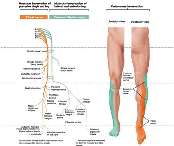 Sacral plexus branches