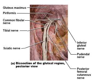 Dissection of gluteal region, sacral plexus nerves