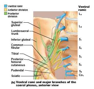 Muscular and cutaneous innervation of leg