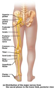 Sacral plexus nerves, anterior view