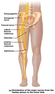 Distribution of lumbar plexus nerves to lower limb