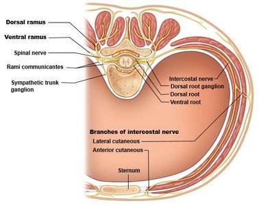 Intercostal nerve branches in thoracic wall