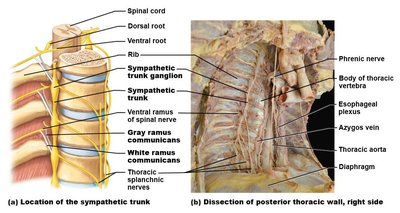 Autonomic nerve plexuses in thorax and abdomen