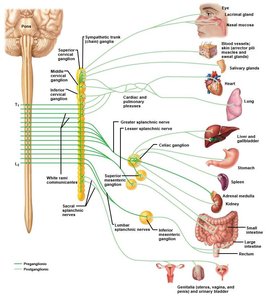 Sympathetic trunk and ganglia