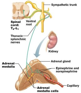 Sympathetic pathways to organs