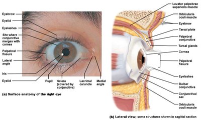 Sympathetic pathway to adrenal medulla