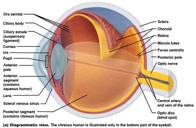 Surface anatomy and sagittal section of the eye
