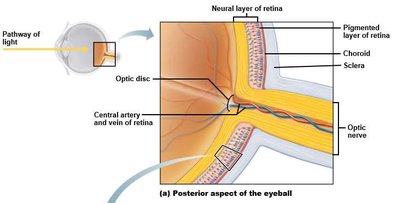 Diagrammatic view of the eye's internal anatomy