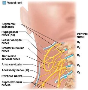 Cervical plexus and its branches