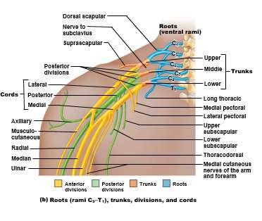 Brachial plexus structure